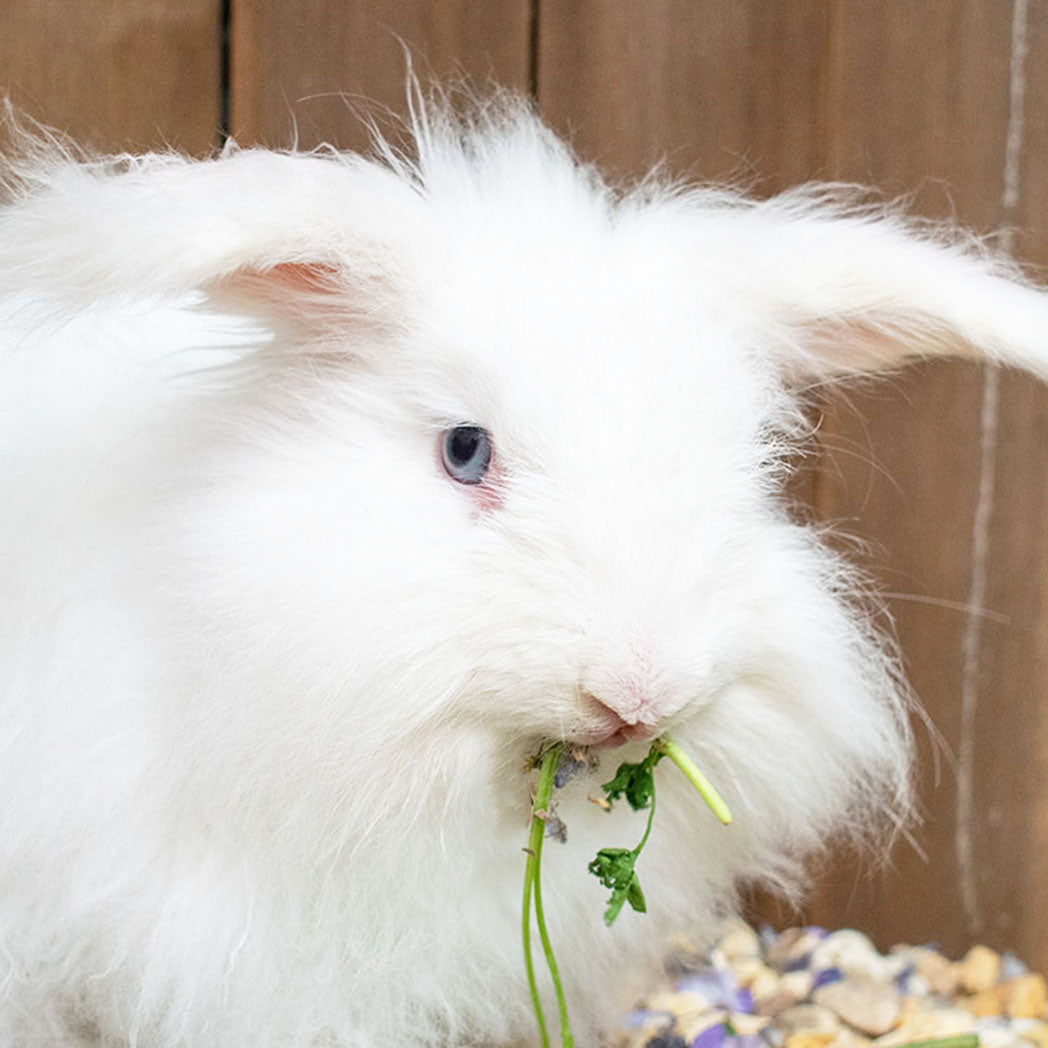 Walter White – Jessica's Rabbits