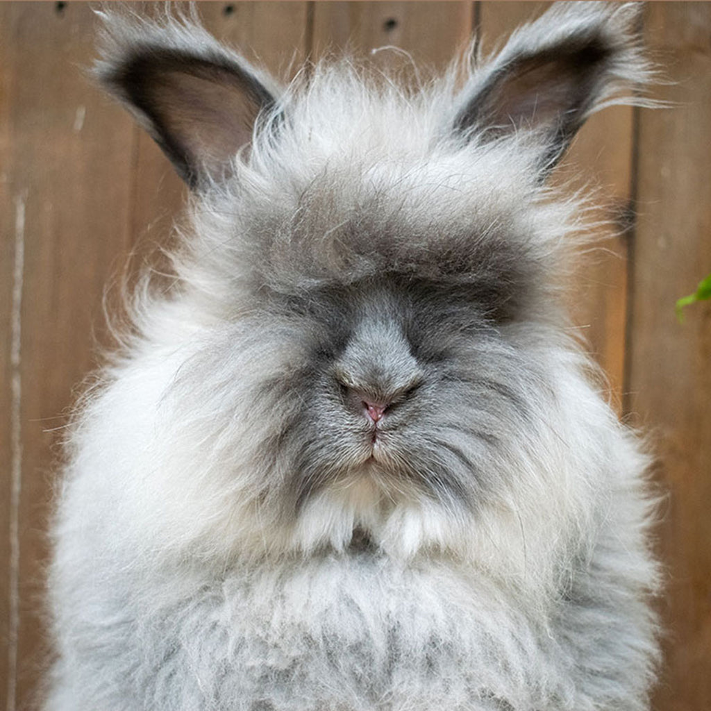 Meet the Buns – Jessica's Rabbits