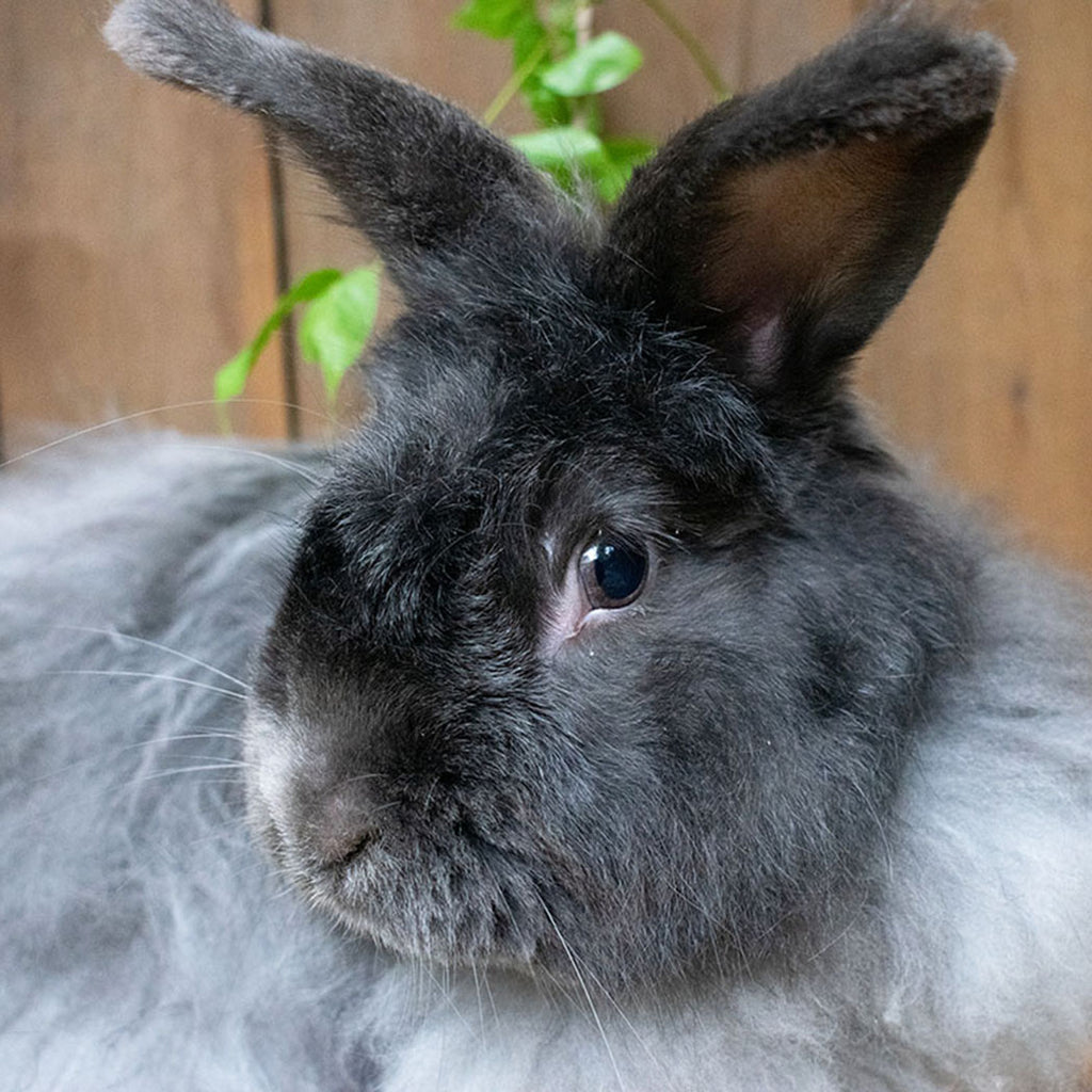 Meet Maxwell – Jessica's Rabbits
