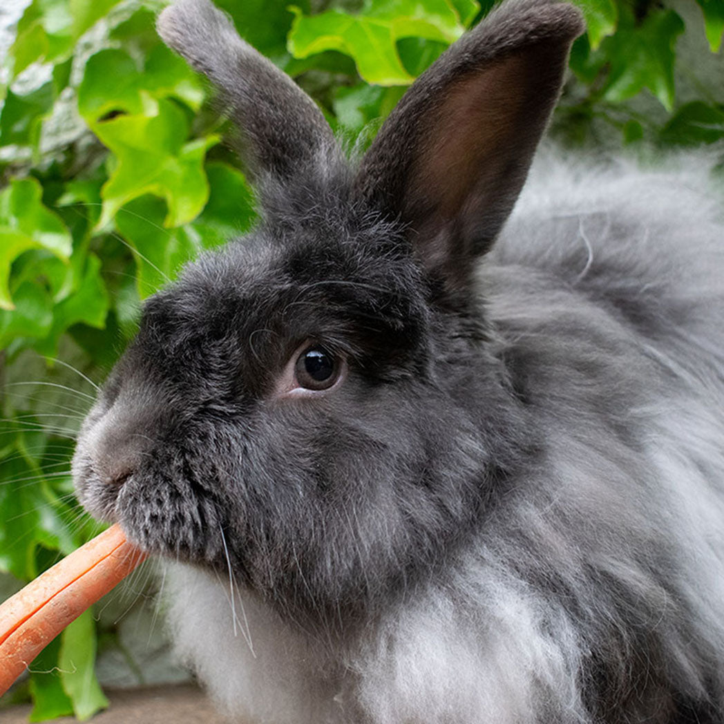 Meet Maxwell – Jessica's Rabbits
