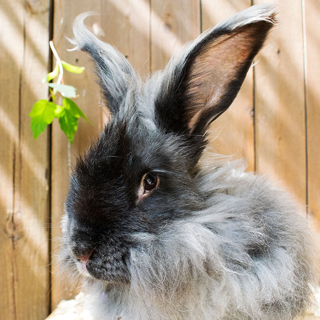 Meet Rodger – Jessica's Rabbits